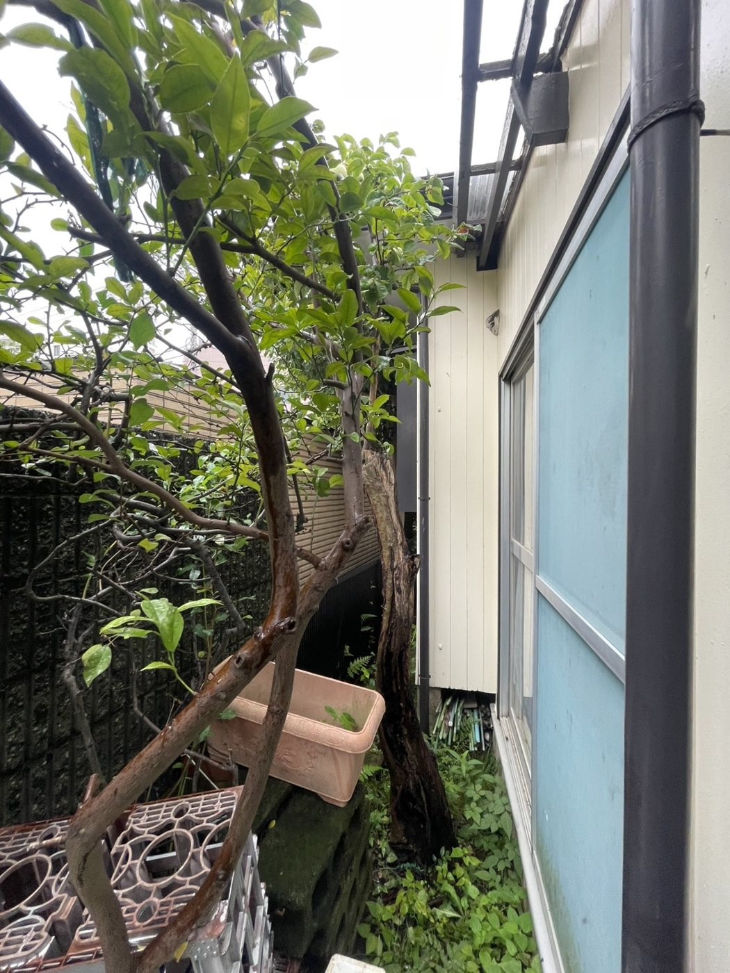 横浜市青葉区 家のまわりを一周した庭木の伐採と整理 窓の前 施工前