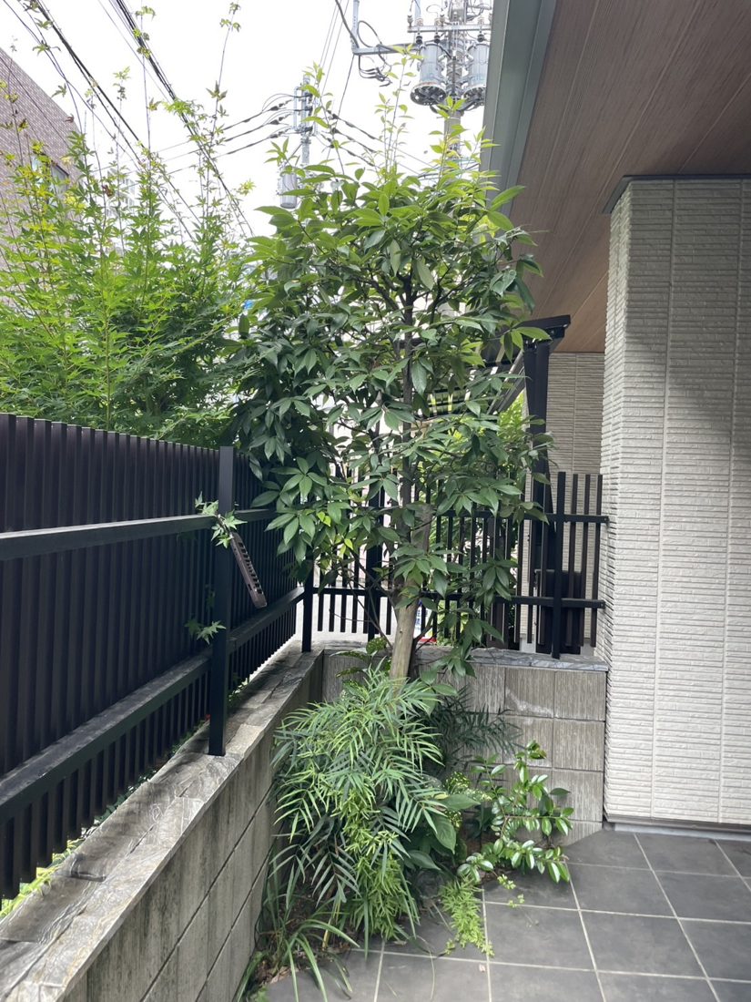 横浜市保土ケ谷区 壁沿いの植栽・草の整理 施工後