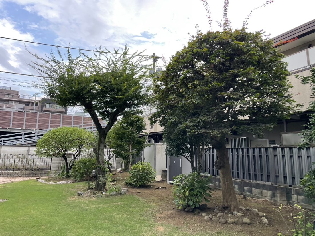 横浜市泉区 芝生の庭の玉散らし仕立ての剪定 施工後