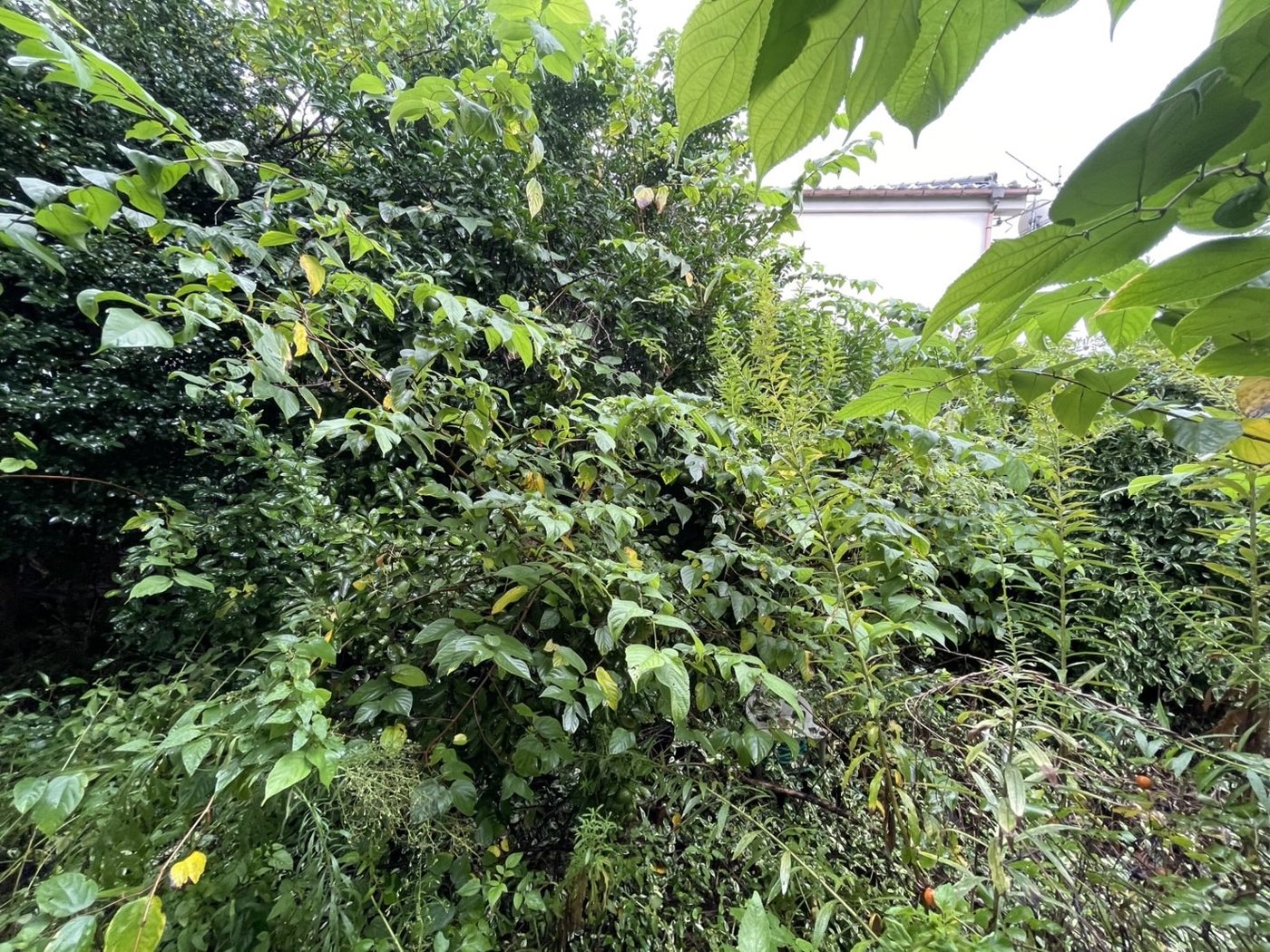 横浜市泉区 庭いっぱいに茂った雑木の伐採と草刈り 塀沿いの雑木 施工前