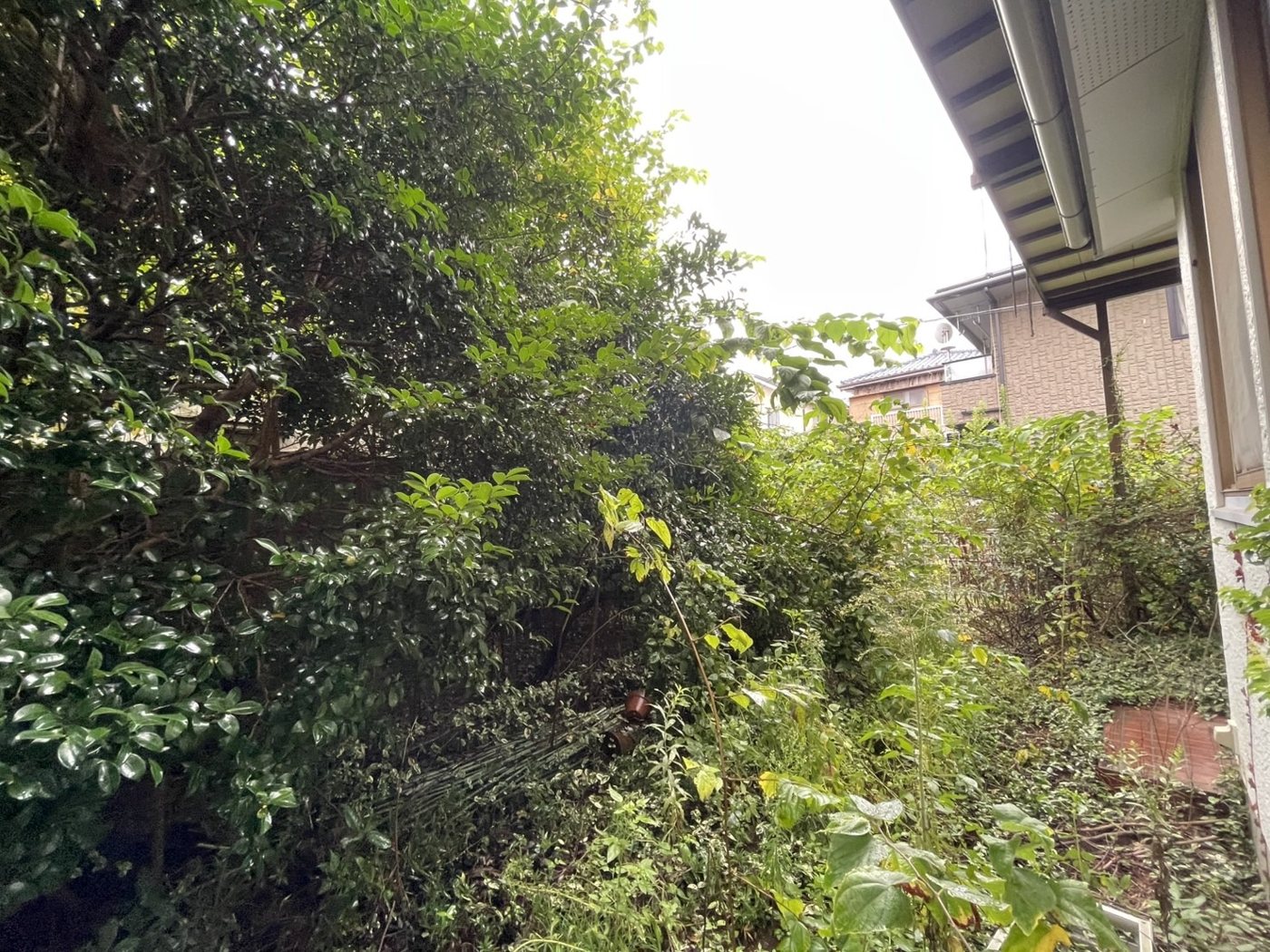 横浜市泉区 庭いっぱいに茂った雑木の伐採と草刈り 縁側の前 施工前