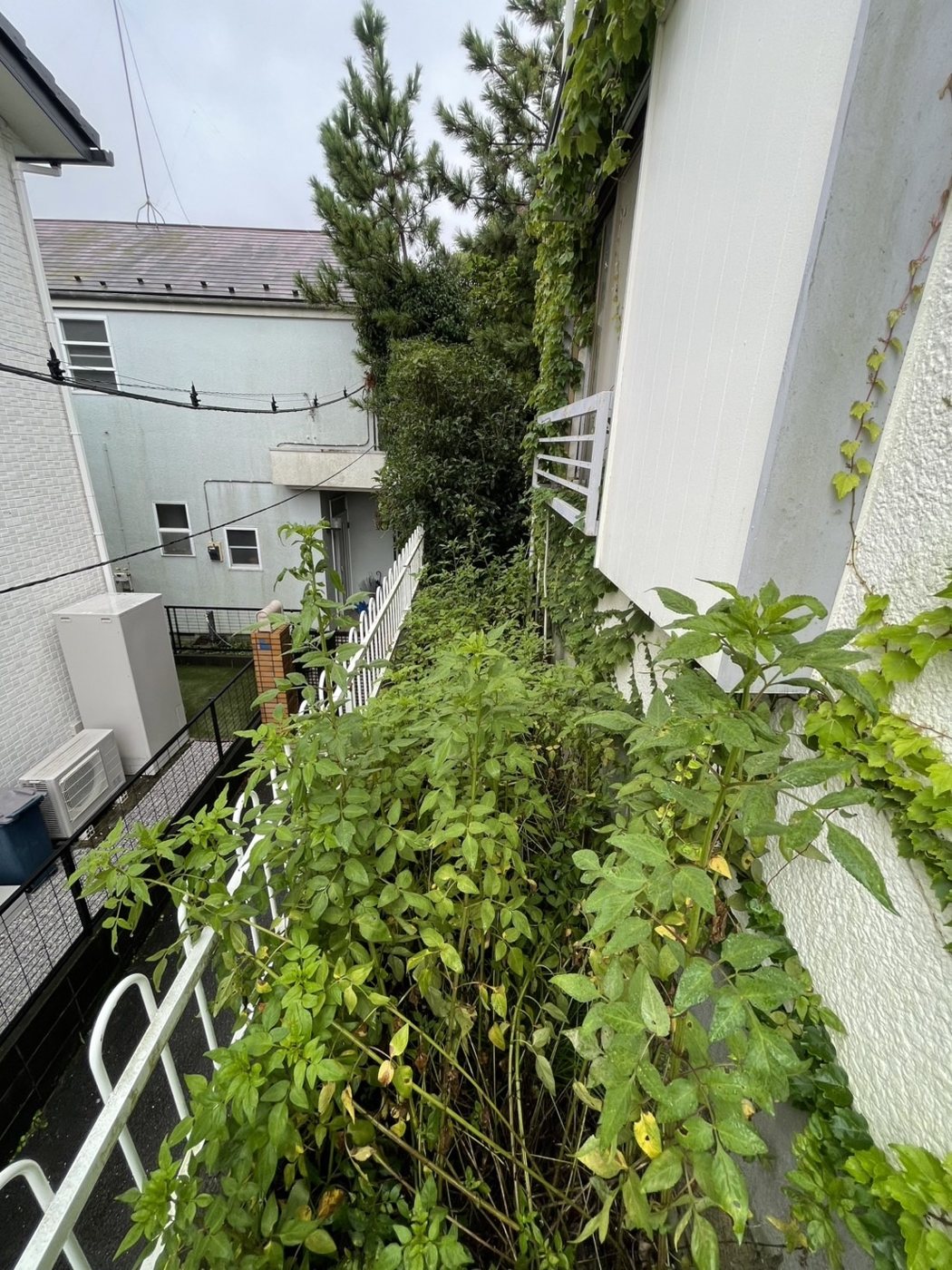 横浜市泉区 庭いっぱいに茂った雑木の伐採と草刈り 建物脇の通路 施工前