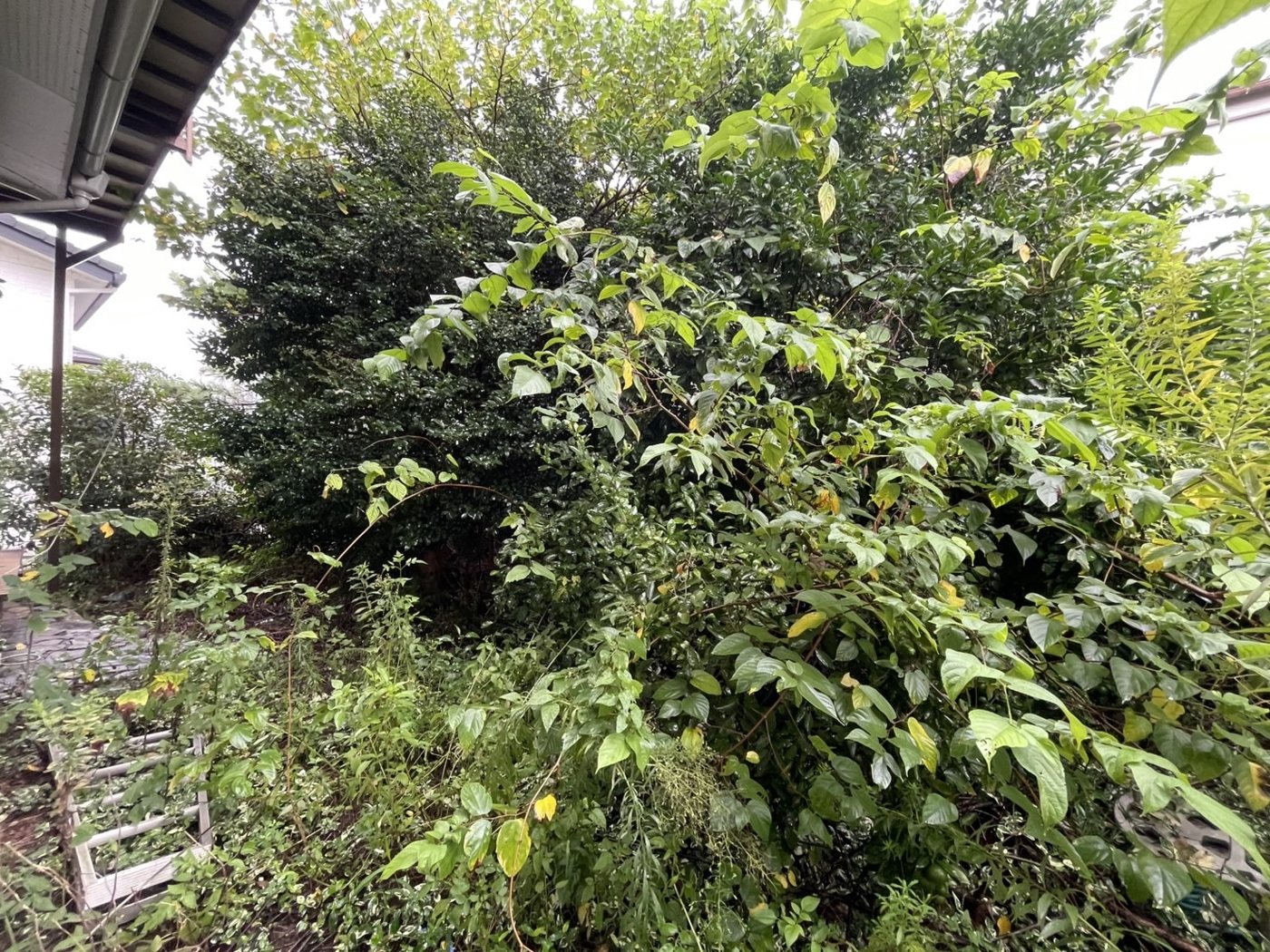横浜市泉区 庭いっぱいに茂った雑木の伐採と草刈り 施工前