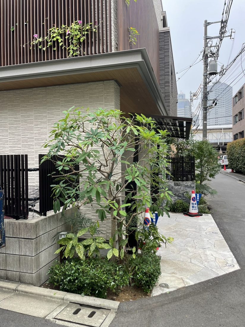 横浜市金沢区 建物脇の高木伐採 施工後