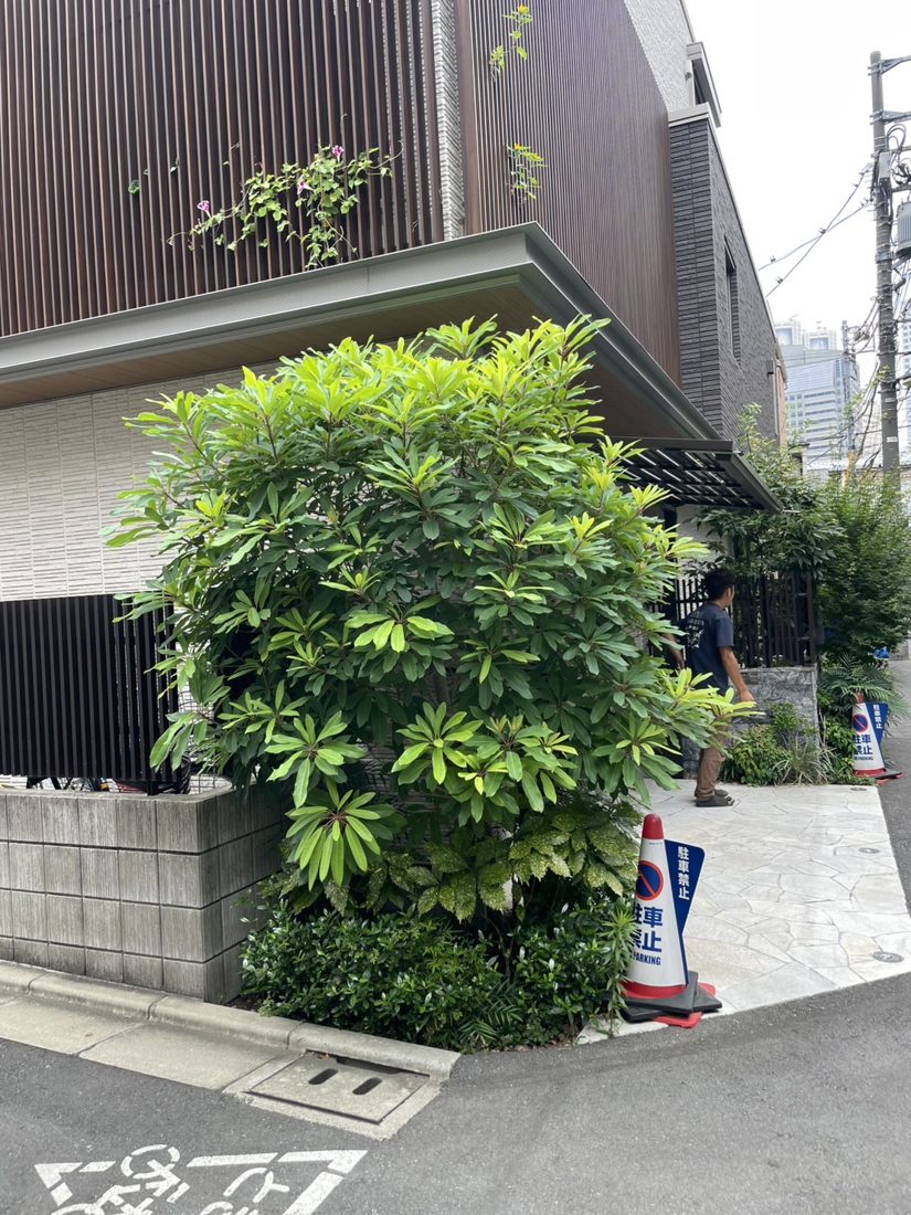 横浜市金沢区 建物脇の高木伐採 施工前