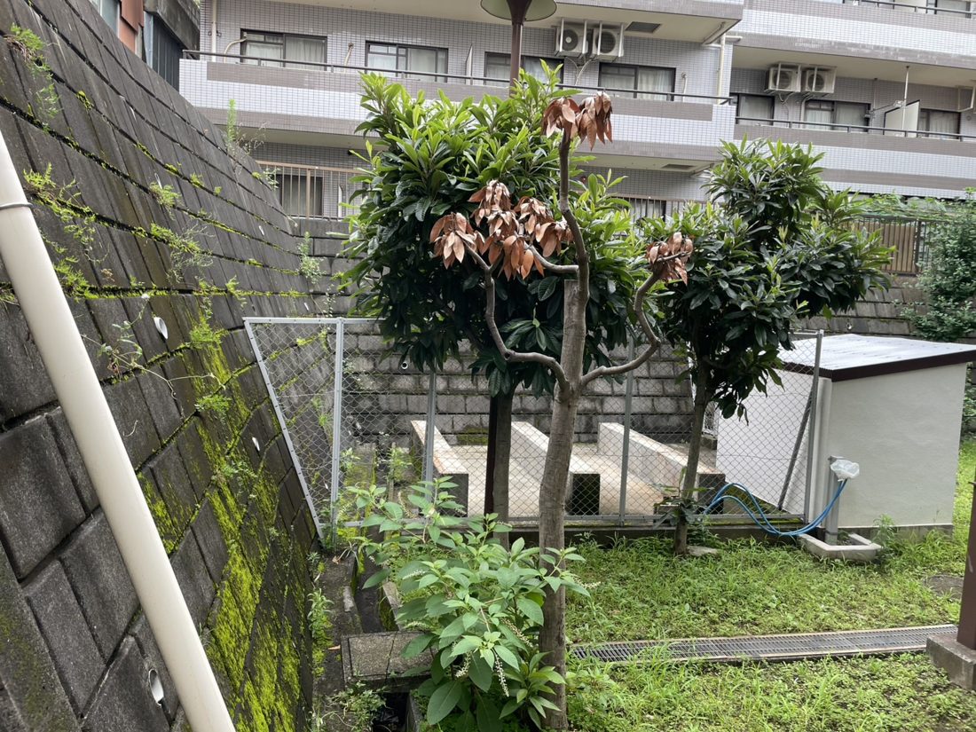 横浜市緑区 集合住宅前の庭木伐採 施工前