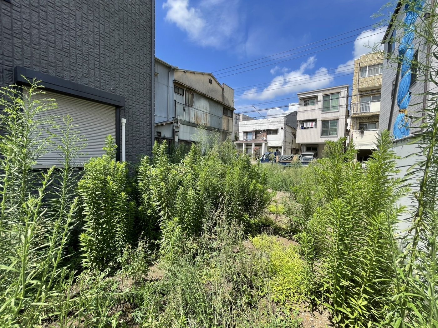 横浜市南区 道路に面した空き地の草刈り 奥から道路側を見たところ 施工前