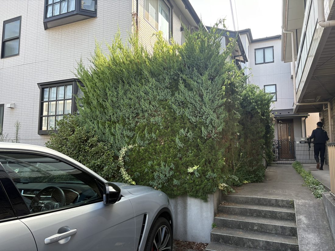 横浜市中区 階段脇の大きな植栽の刈り込み 施工前