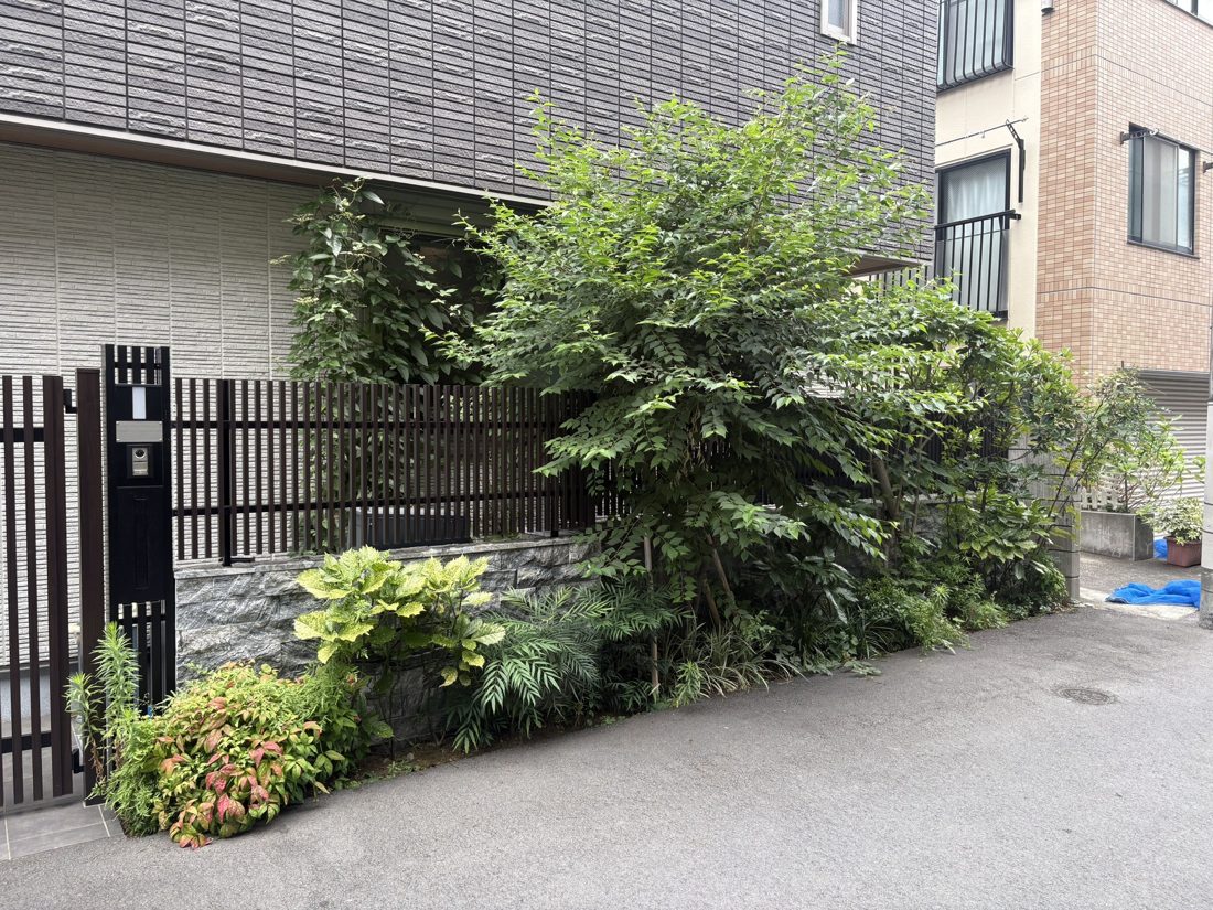 横浜市都筑区 門まわりの植栽伐採 施工前